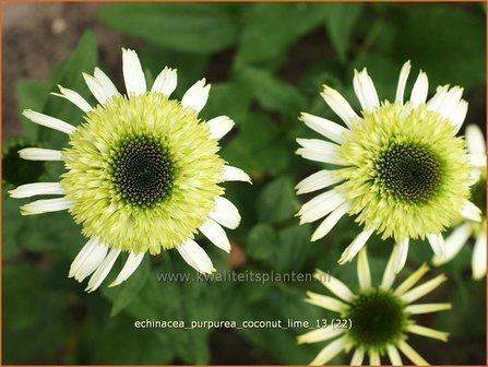 Echinacea purpurea &#039;Coconut Lime&#039; | Zonnehoed