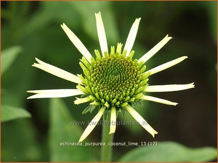 Echinacea purpurea &#039;Coconut Lime&#039; | Zonnehoed