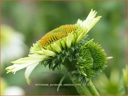 Echinacea purpurea &#039;Coconut Lime&#039; | Zonnehoed