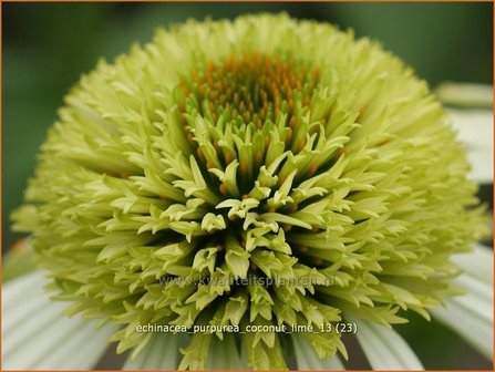 Echinacea purpurea &#039;Coconut Lime&#039; | Zonnehoed