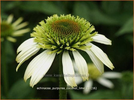 Echinacea purpurea &#039;Coconut Lime&#039; | Zonnehoed