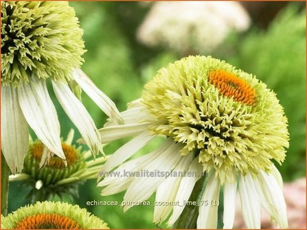 Echinacea purpurea &#039;Coconut Lime&#039; | Zonnehoed