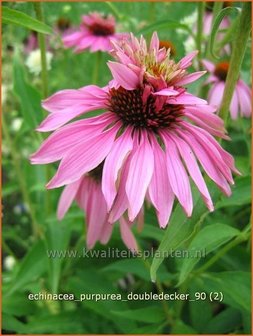 Echinacea purpurea &#039;Doubledecker&#039; | Zonnehoed