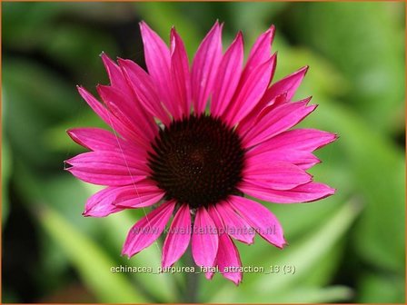 Echinacea purpurea &#039;Fatal Attraction&#039; | Rode zonnehoed, Zonnehoed | Roter Sonnenhut