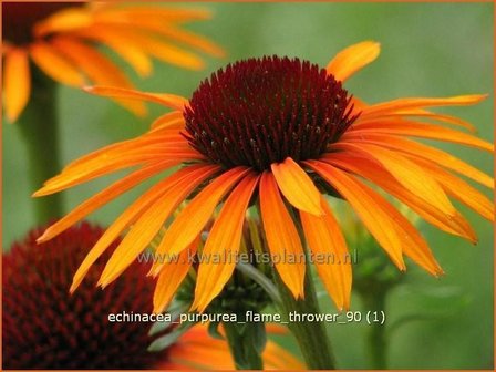 Echinacea purpurea &#039;Flame Thrower&#039; | Zonnehoed