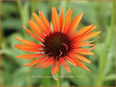 Echinacea purpurea &#039;Flame Thrower&#039; | Zonnehoed