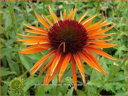 Echinacea purpurea &#039;Flame Thrower&#039; | Zonnehoed