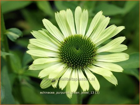 Echinacea purpurea &#039;Green Jewel&#039; | Zonnehoed