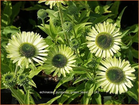 Echinacea purpurea &#039;Green Jewel&#039; | Zonnehoed