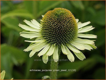 Echinacea purpurea &#039;Green Jewel&#039; | Zonnehoed