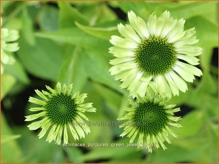 Echinacea purpurea &#039;Green Jewel&#039; | Zonnehoed