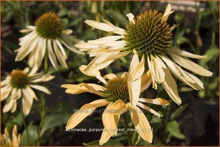 Echinacea purpurea &#039;Harvest Moon&#039; | Zonnehoed