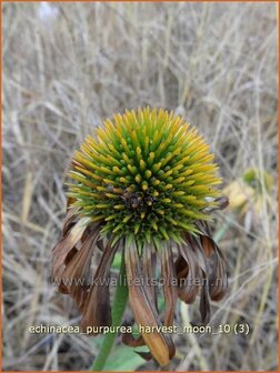 Echinacea purpurea &#039;Harvest Moon&#039; | Zonnehoed