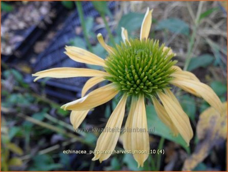 Echinacea purpurea &#039;Harvest Moon&#039; | Zonnehoed