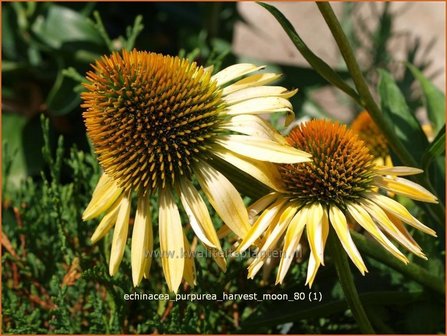 Echinacea purpurea &#039;Harvest Moon&#039; | Zonnehoed