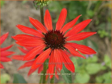 Echinacea purpurea &#039;Hot Summer&#039; | Zonnehoed