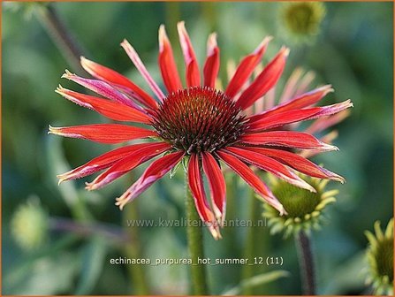 Echinacea purpurea &#039;Hot Summer&#039; | Zonnehoed