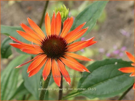 Echinacea purpurea &#039;Hot Summer&#039; | Zonnehoed