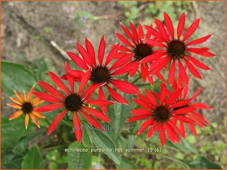 Echinacea purpurea &#039;Hot Summer&#039; | Zonnehoed