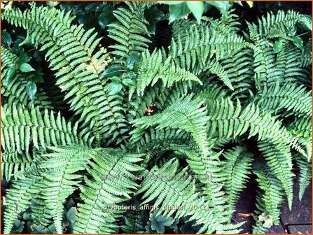 Dryopteris affinis &#039;Pinderi&#039; | Geschubde mannetjesvaren