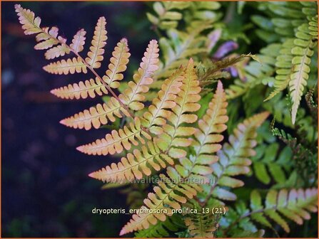 Dryopteris erythrosora &#039;Prolifica&#039; | Rode sluiervaren, Herfstvaren