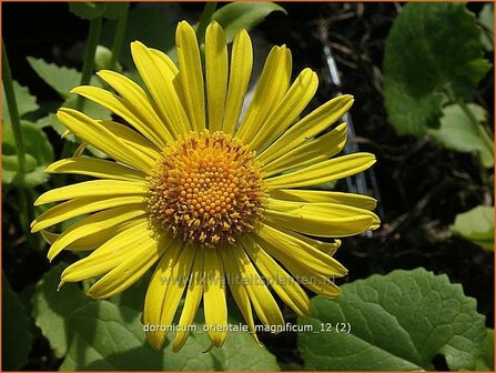 Doronicum orientale &#039;Magnificum&#039; | Voorjaarszonnebloem