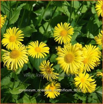 Doronicum orientale &#039;Magnificum&#039; | Voorjaarszonnebloem