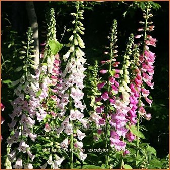 Digitalis purpurea &#039;Excelsior&#039; | Vingerhoedskruid