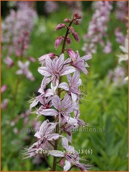 Dictamnus albus | Vuurwerkplant, Essenkruid