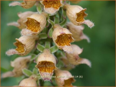 Digitalis ferruginea &#039;Gelber Herold&#039; | Vingerhoedskruid