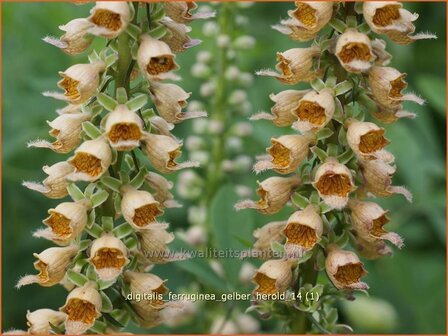 Digitalis ferruginea &#039;Gelber Herold&#039; | Vingerhoedskruid