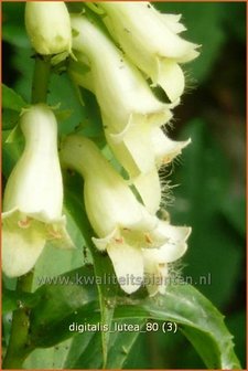 Digitalis lutea | Geel vingerhoedskruid, Vingerhoedskruid | Gelbbl&uuml;hender Fingerhut