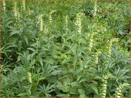 Digitalis lutea | Geel vingerhoedskruid, Vingerhoedskruid | Gelbbl&uuml;hender Fingerhut