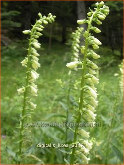 Digitalis lutea | Geel vingerhoedskruid, Vingerhoedskruid | Gelbbl&uuml;hender Fingerhut