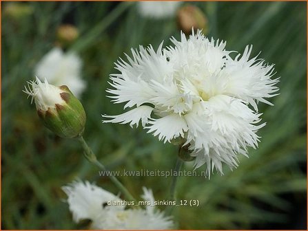 Dianthus &#039;Mrs Sinkins&#039; | Anjer