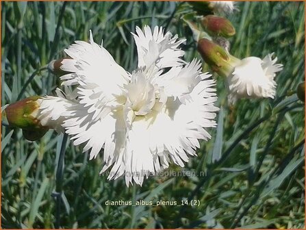 Dianthus &#039;Albus Plenus&#039; | Anjer