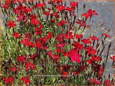 Dianthus deltoides &#039;Brilliant&#039; | Anjer, Steenanjer