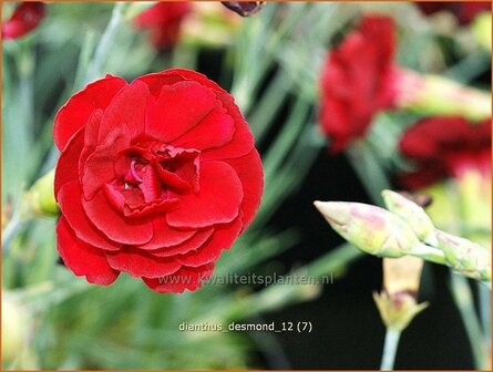 Dianthus &#039;Desmond&#039; | Anjer