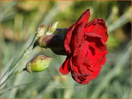 Dianthus &#039;Desmond&#039; | Anjer