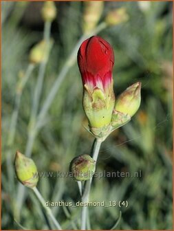 Dianthus &#039;Desmond&#039; | Anjer