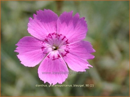 Dianthus gratianopolitanus &#039;Blauigel&#039; | Anjer