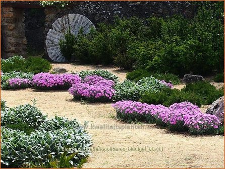 Dianthus gratianopolitanus &#039;Blauigel&#039; | Anjer