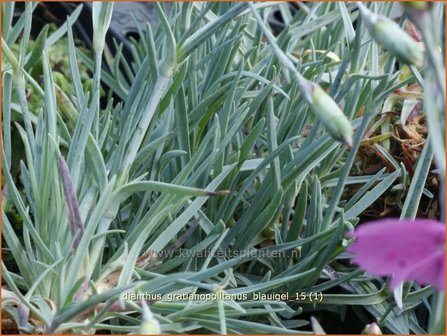 Dianthus gratianopolitanus &#039;Blauigel&#039; | Rotsanjer, Anjer