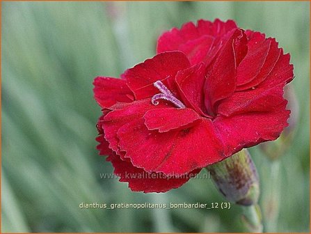 Dianthus gratianopolitanus &#039;Bombardier&#039; | Anjer