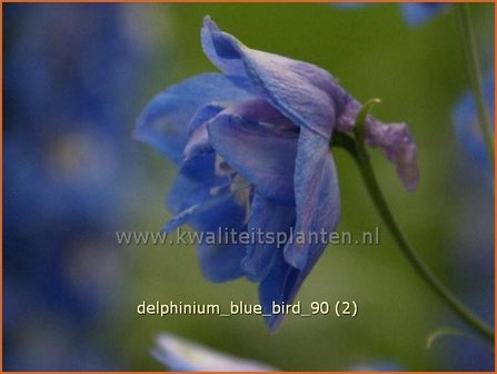 Delphinium &#039;Blue Bird&#039; | Ridderspoor