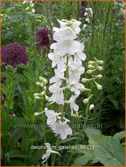 Delphinium &#039;Galahad&#039; | Ridderspoor