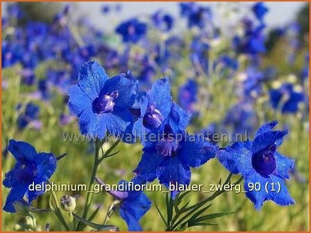 Delphinium grandiflorum &#039;Blauer Zwerg&#039; | Ridderspoor