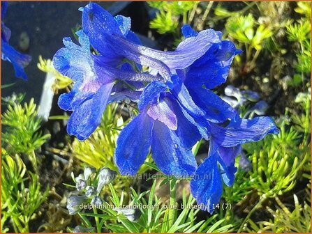 Delphinium grandiflorum &#039;Blue Butterfly&#039; | Ridderspoor