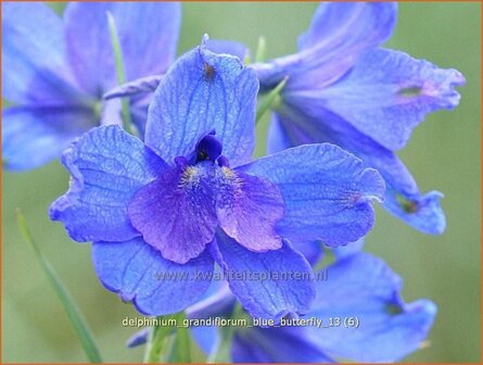 Delphinium grandiflorum &#039;Blue Butterfly&#039; | Ridderspoor