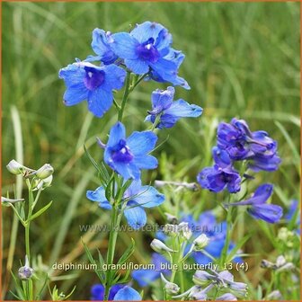 Delphinium grandiflorum &#039;Blue Butterfly&#039; | Ridderspoor